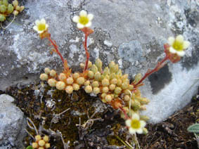 Saxifraga conifera